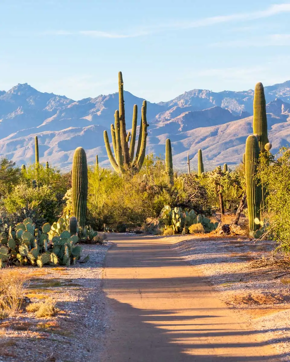 Saguaro National Park in Tucson, Arizona