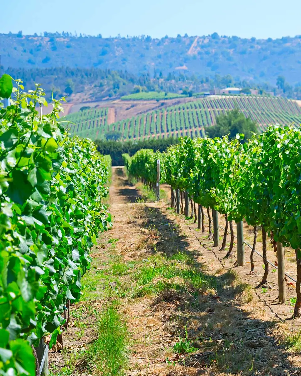 Vineyard in Casablanca Valley seen on a tour from Valparaiso, Chile