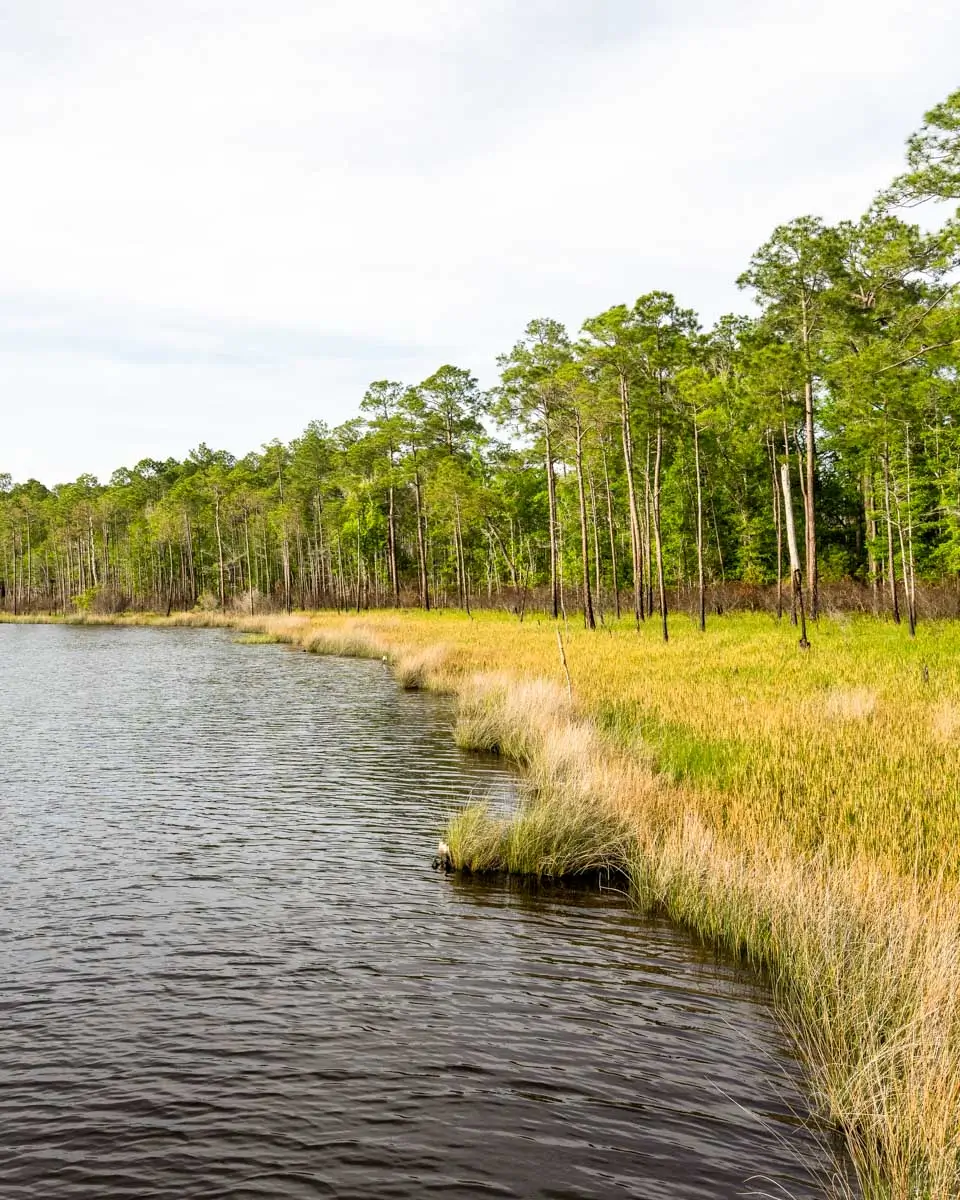 Wetlands at Tarkiln Bayou Preserve, Pensacola, Florida