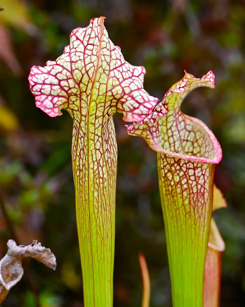 White-topped pitcher plant seen in Tarkiln Bayou Preserve, Pensacola, Florida