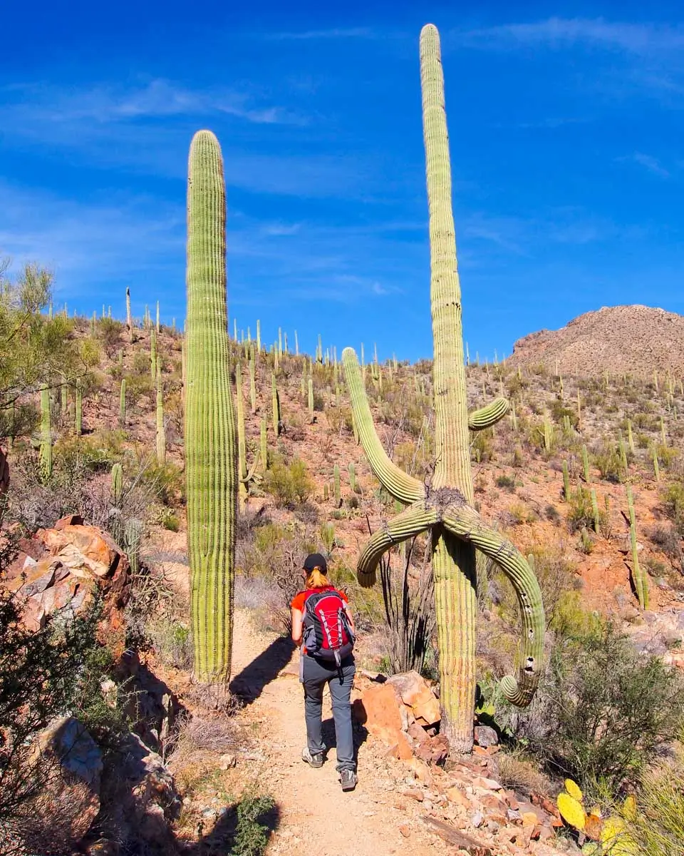Woman hiking in the Saguaro National Park in Arizona